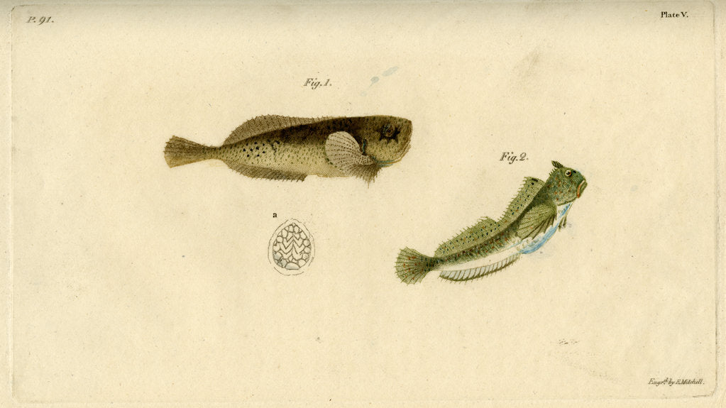 Detail of Montagu’s seasnail and Montagu’s blenny by Edward Mitchell