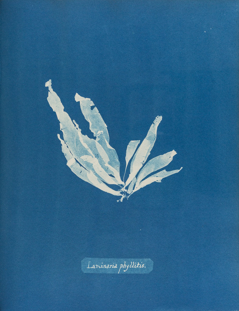 Detail of Laminaria phyllitis by Anna Atkins