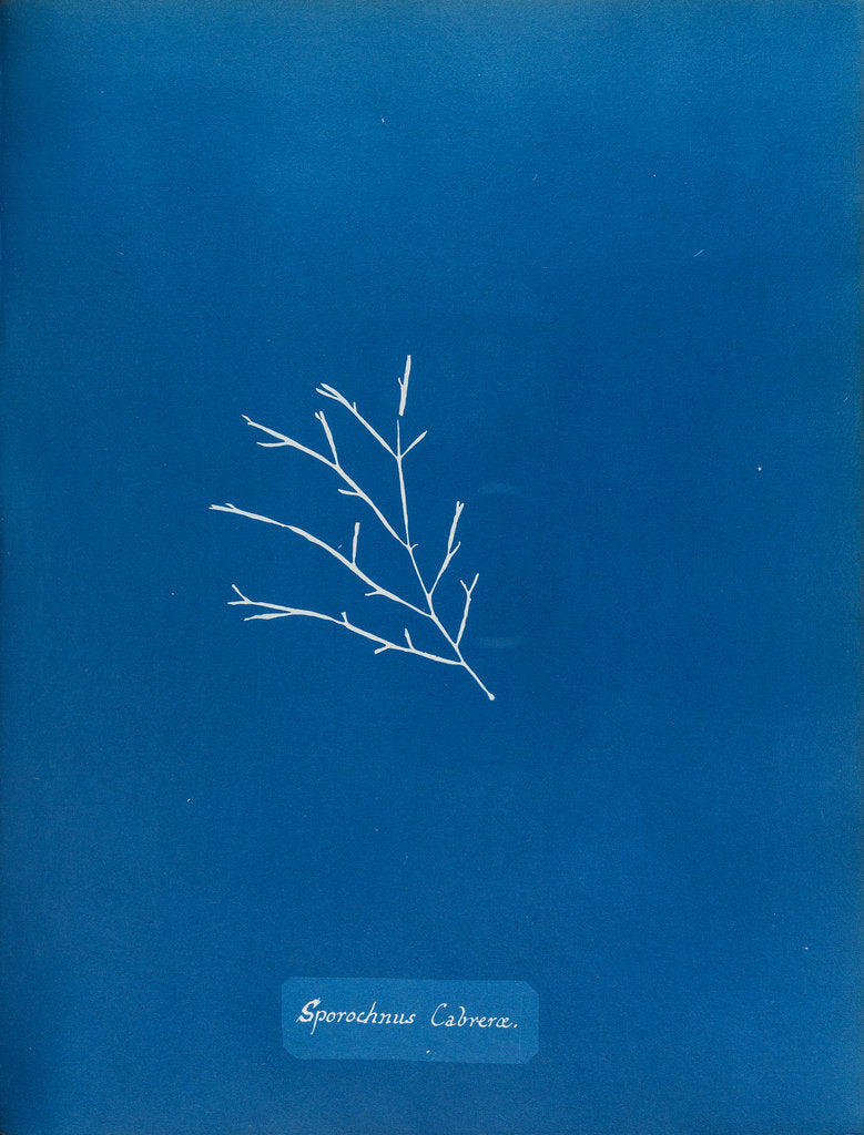 Detail of Sporochnus cabrera by Anna Atkins