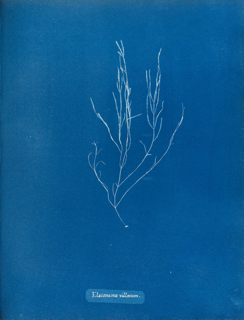 Detail of Elaionema villosum by Anna Atkins