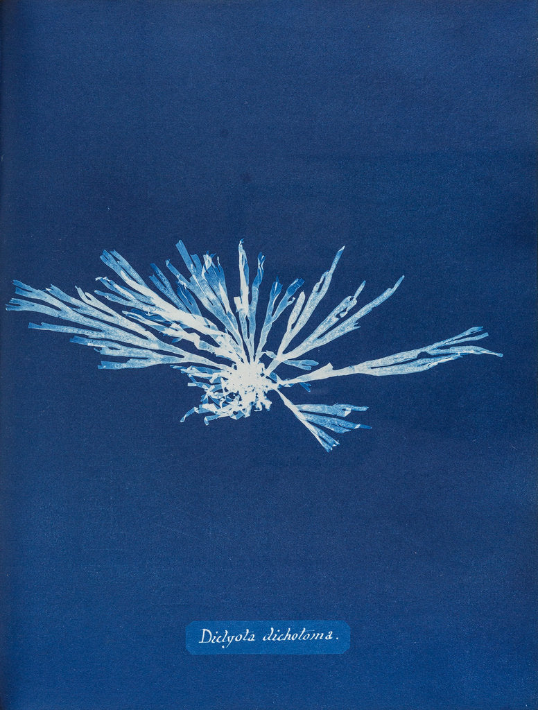 Detail of Dictyota dichotoma by Anna Atkins