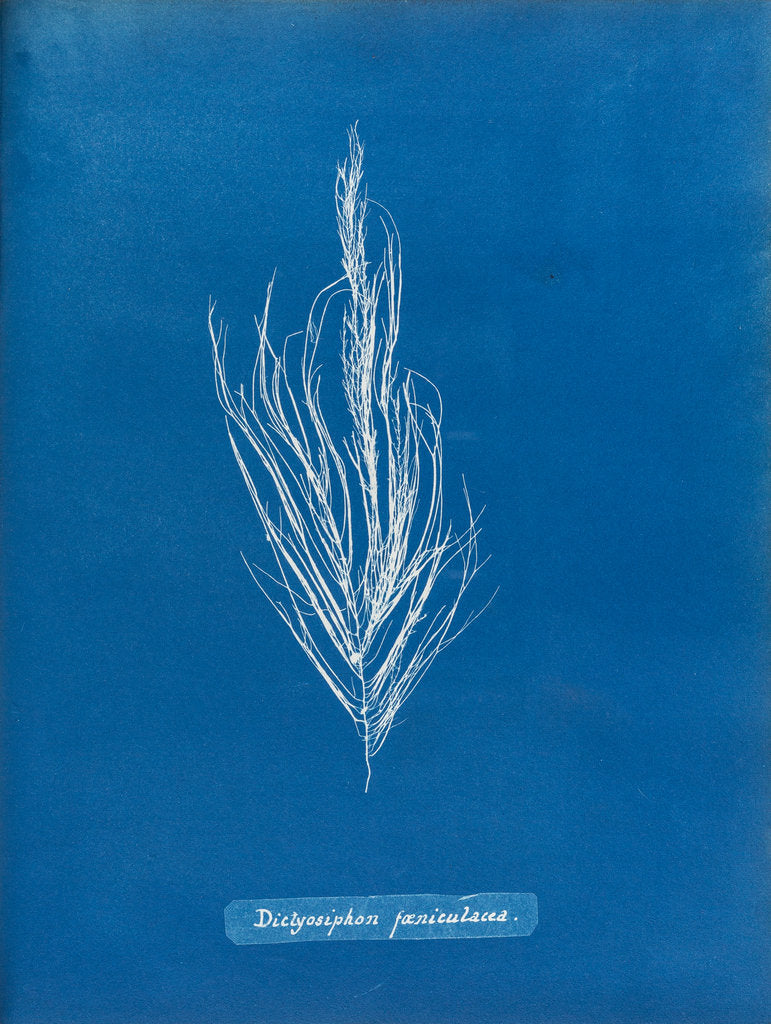 Detail of Dictyosiphon faniculacca by Anna Atkins