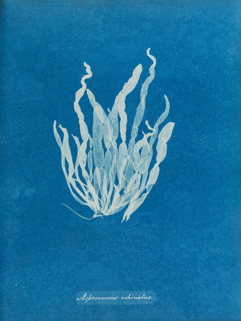 Detail of Asperococcus echinatus by Anna Atkins