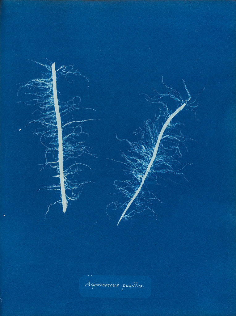 Detail of Litosiphon pusillus by Anna Atkins