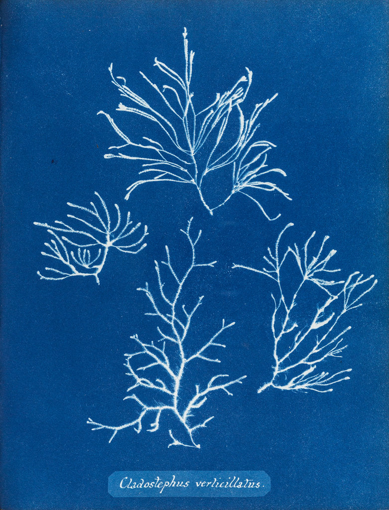 Detail of Cladostephus verticillatus by Anna Atkins