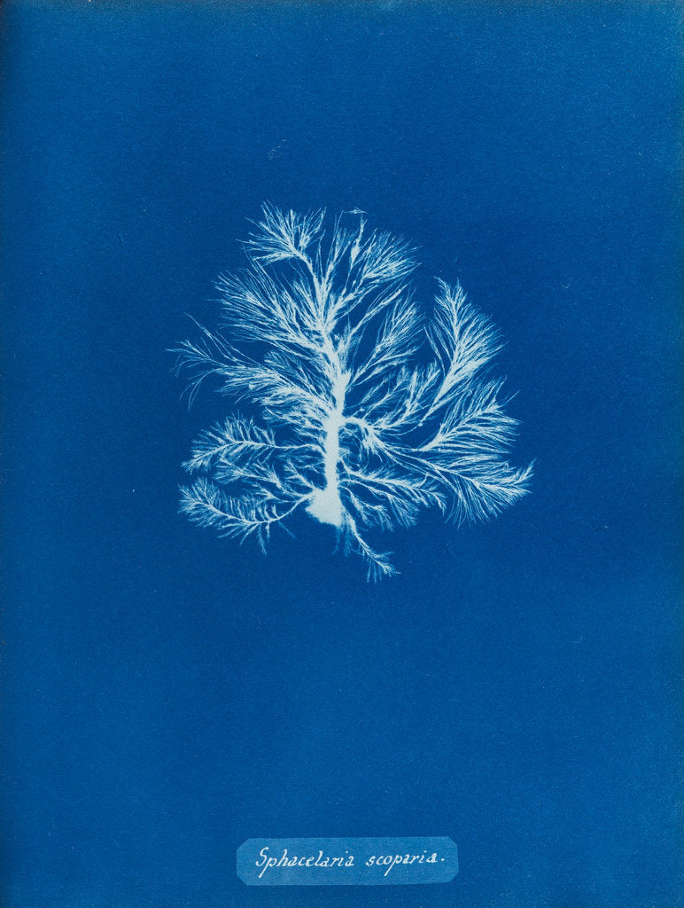 Detail of Sphacelaria scoparia by Anna Atkins