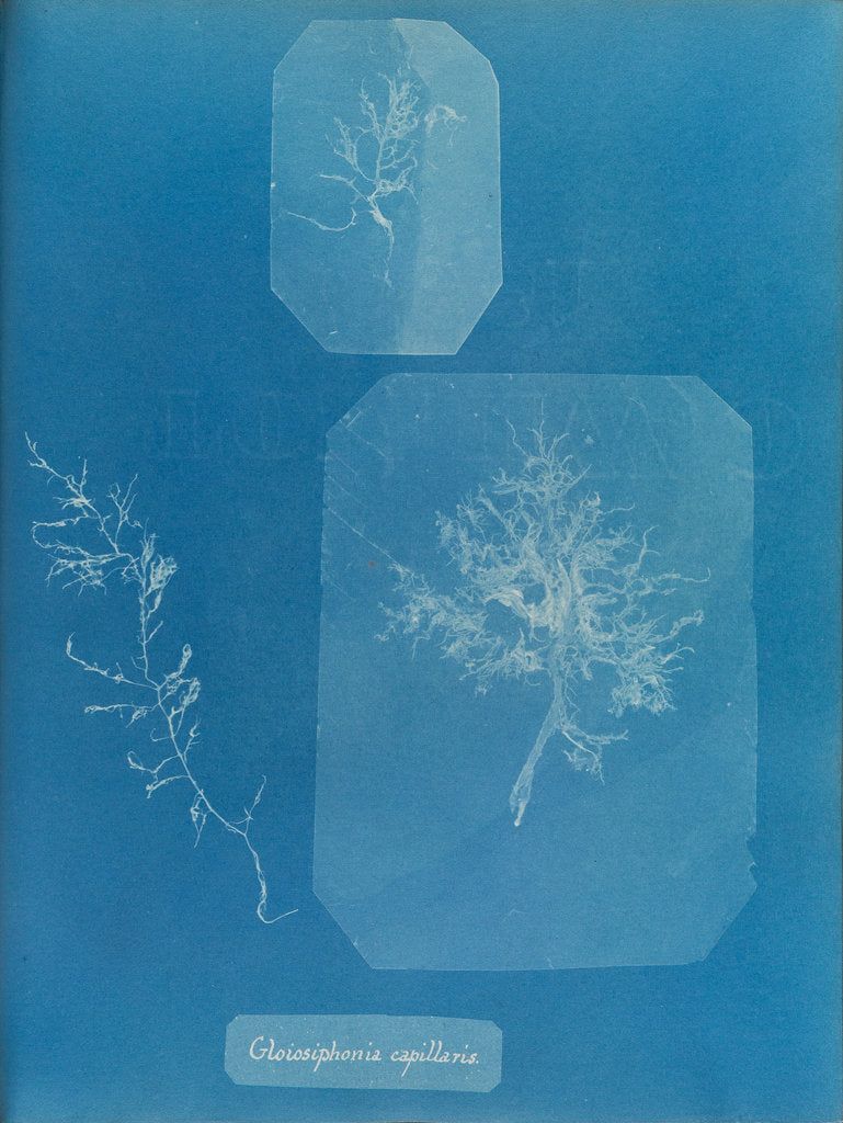 Detail of Gloiosiphonia capillaris by Anna Atkins