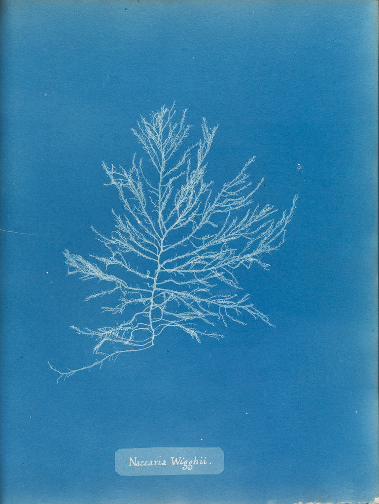 Detail of Naccaria wigghii by Anna Atkins