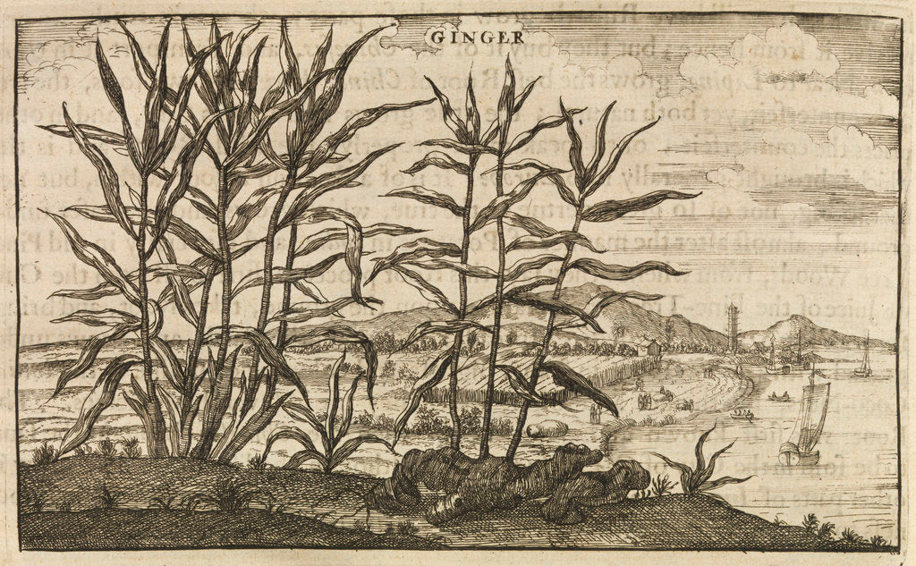 Detail of 'Ginger' by Wenceslaus Hollar