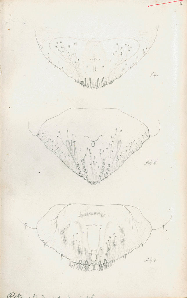 Detail of Posterior body parts of Aspidiotus personatus, Aspidiotus bromellae and Aspidiotus camellae by Robert Newstead