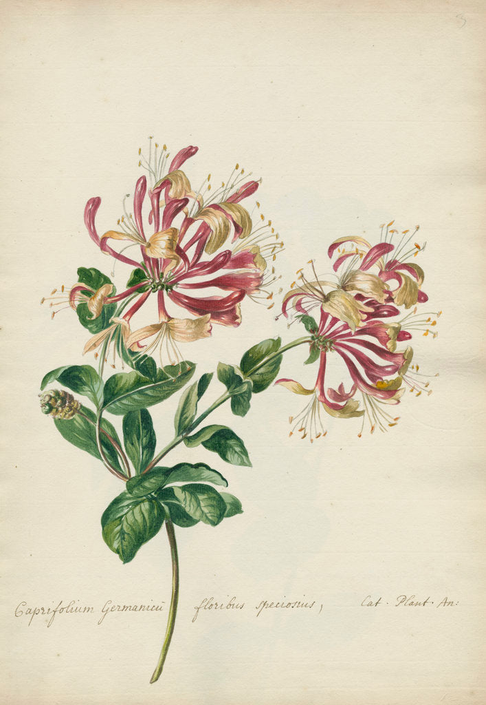 Detail of 'Caprifolium Germanicu...' by Jacob van Huysum