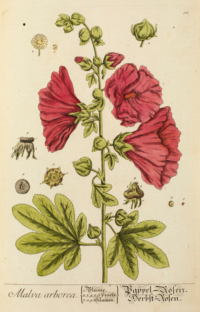 Detail of 'Malva arborea' by Elizabeth Blackwell