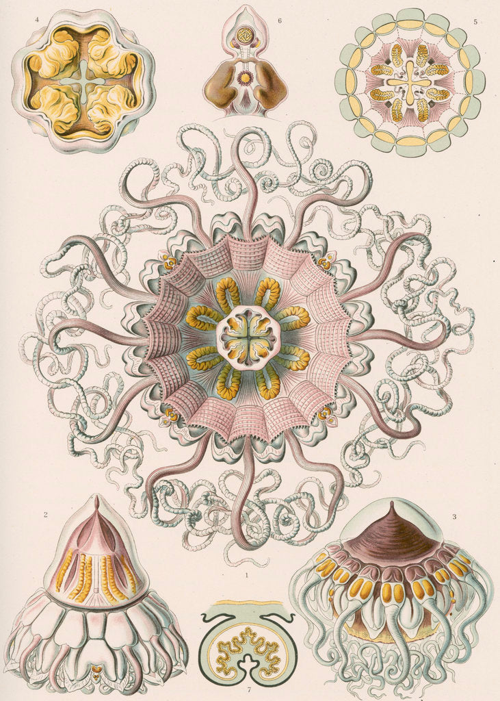 Detail of 'Peromedusae' [jellyfish] by Adolf Giltsch