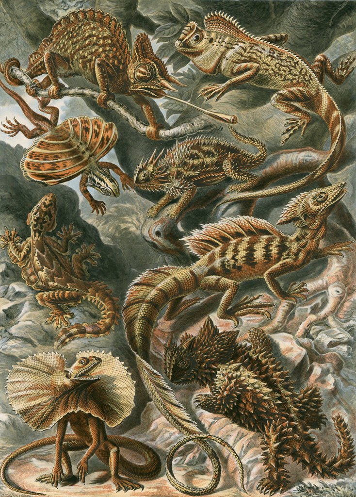 Detail of 'Lacertilia' [lizards] by Adolf Giltsch