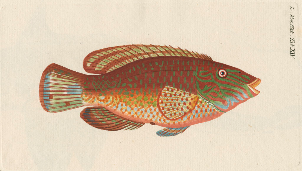 Detail of 'Le Rone, ou la Carousse de Mer' [Corkwing wrasse] by Anonymous