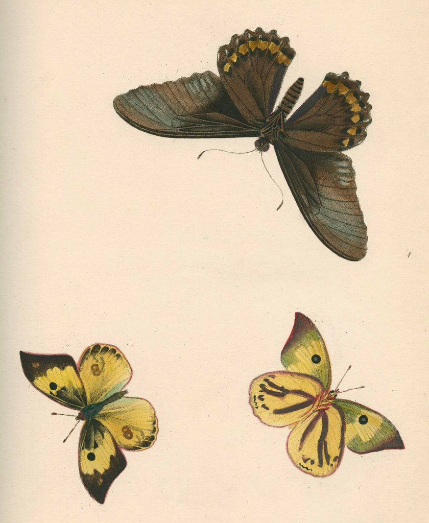 Detail of Butterflies of North and South America by Maria Eleonora Hochecker