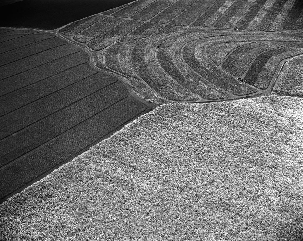 Detail of Aerial View of Pineapple and Sugacane Fields by Corbis