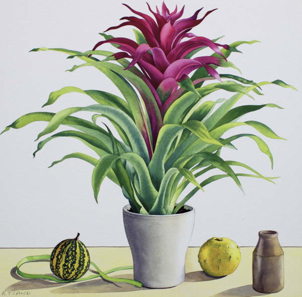 Detail of Still Life with Bromeliad, 2017 by Christopher Ryland