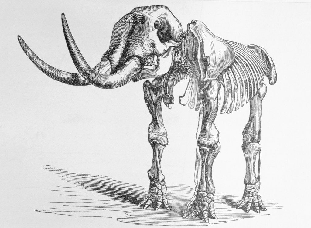 Detail of Illustration of Mastodon Skeleton by Corbis