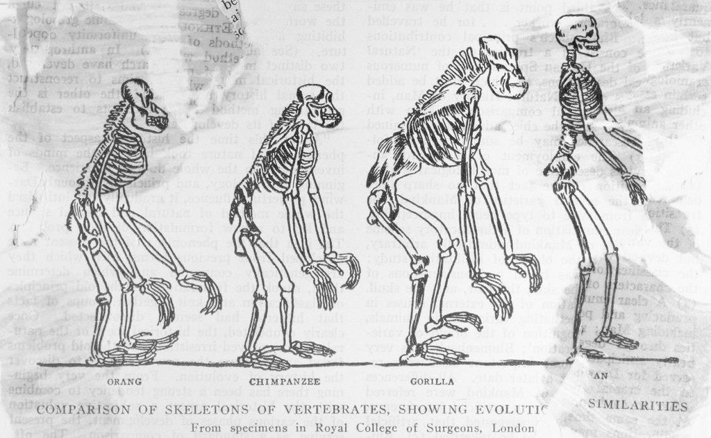 Detail of Illustration showing Evolution of Man by Corbis