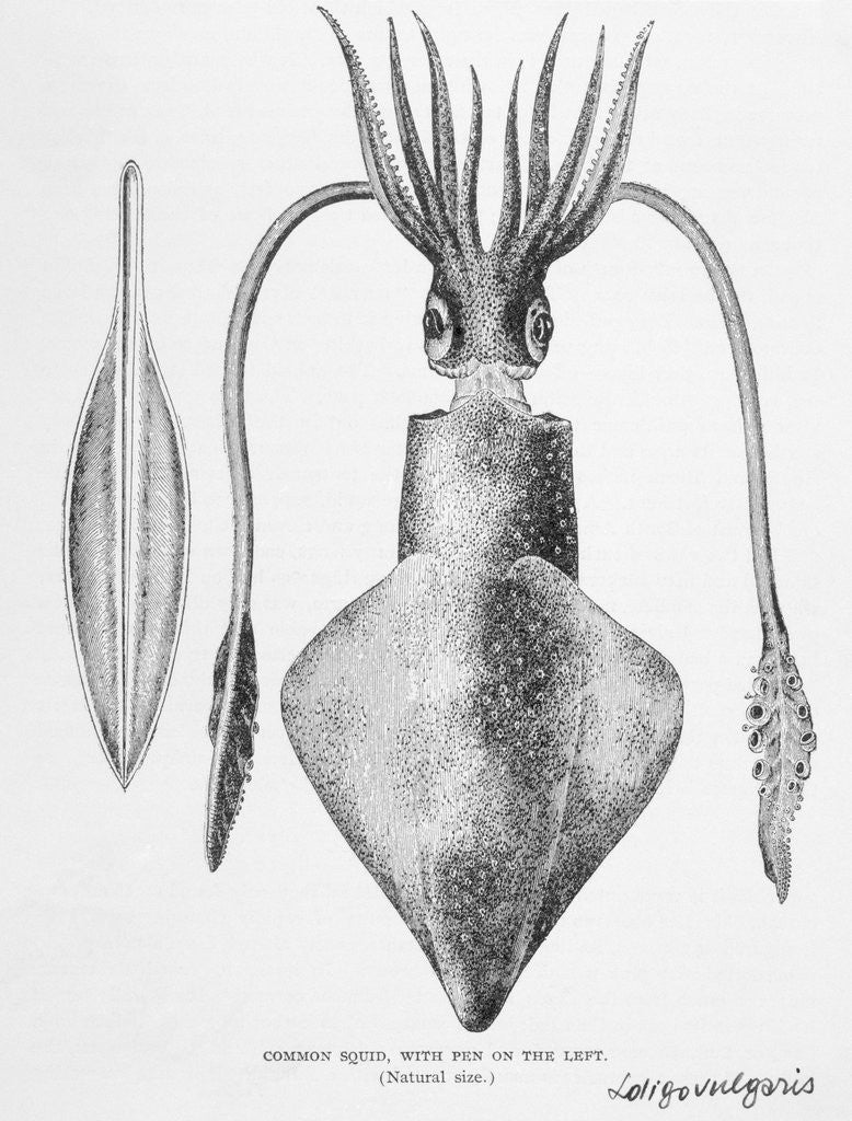 Detail of Illustration of a Squid, Loligo vulgaris by Corbis