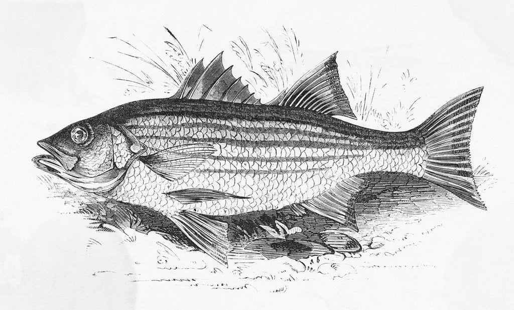Detail of Drawing of Striped Bass by Corbis