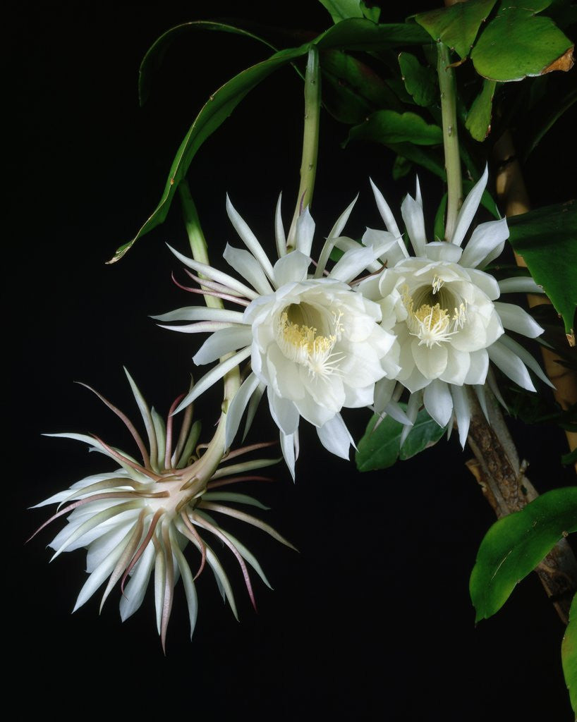 Detail of Epiphyllum oxypetalum by Corbis