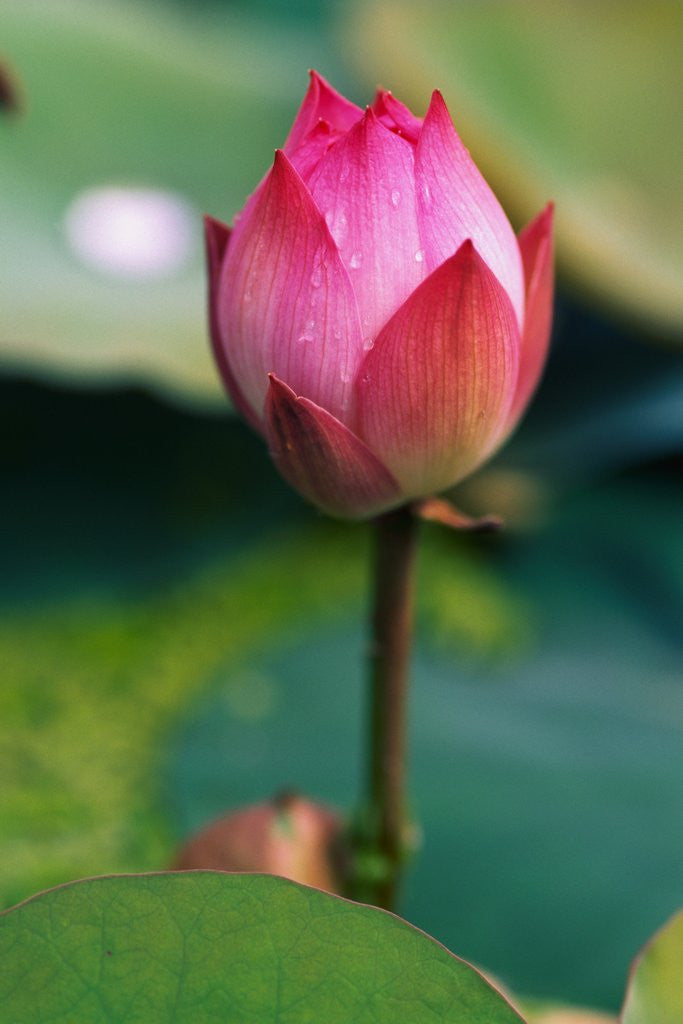 Lotus Flower Bud - Siipainting.com - Paintings & Prints, Flowers