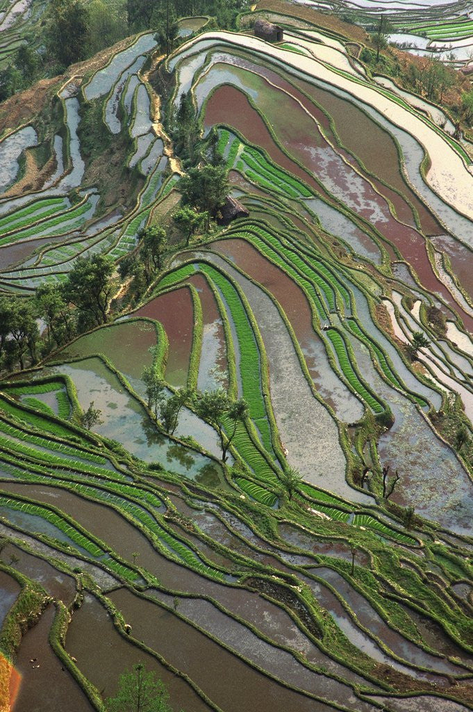 Detail of Terraced Rice Fields by Corbis