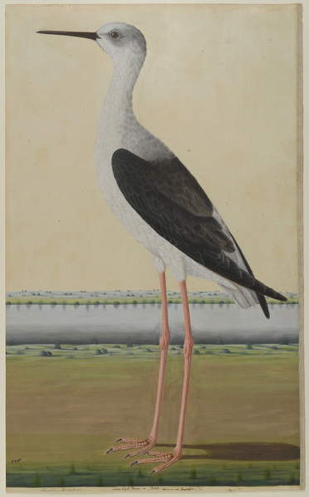 Detail of Water bird in a landscape, c.1780 by Indian School