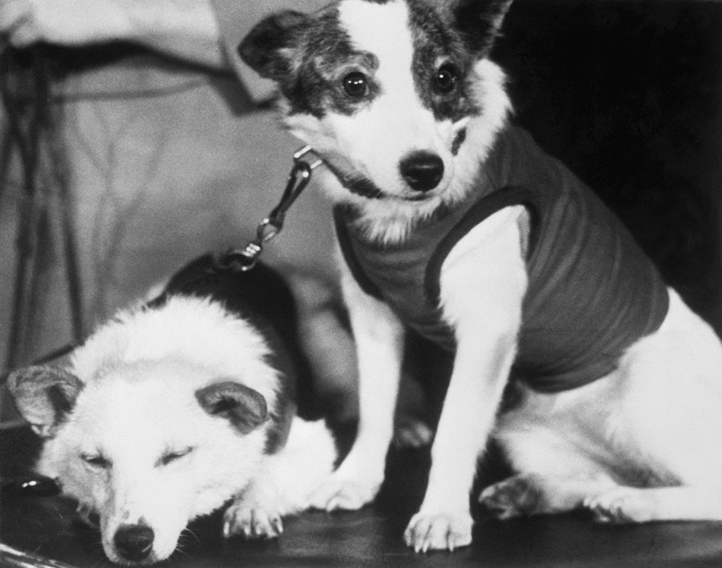 Detail of Russian Space Dogs Belka and Strelka by Corbis