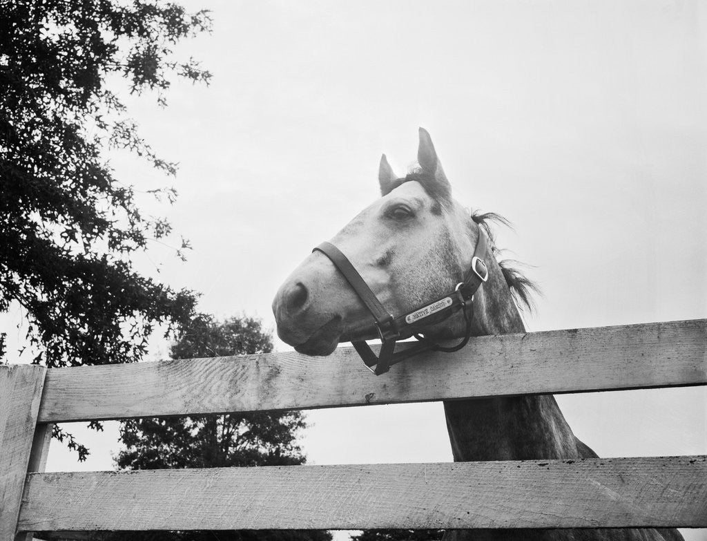 Detail of Racehorse Native Dancer by Corbis