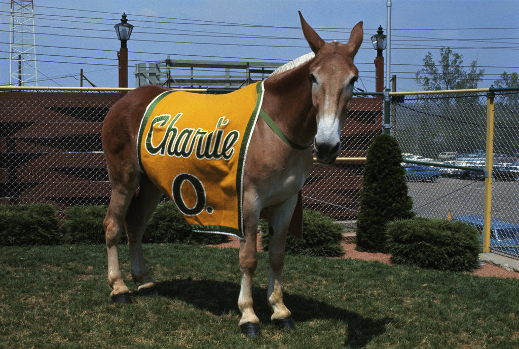 Detail of Portrait of Mule Mascot Charlie O by Corbis