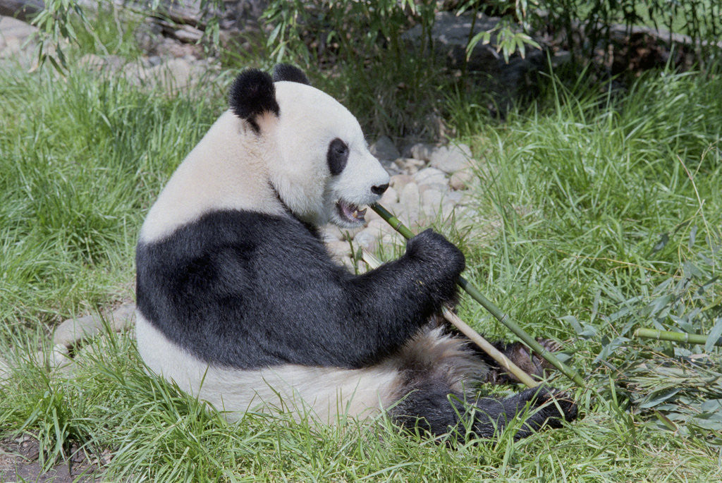 Detail of Giant Panda Eating Bamboo Shoots by Corbis