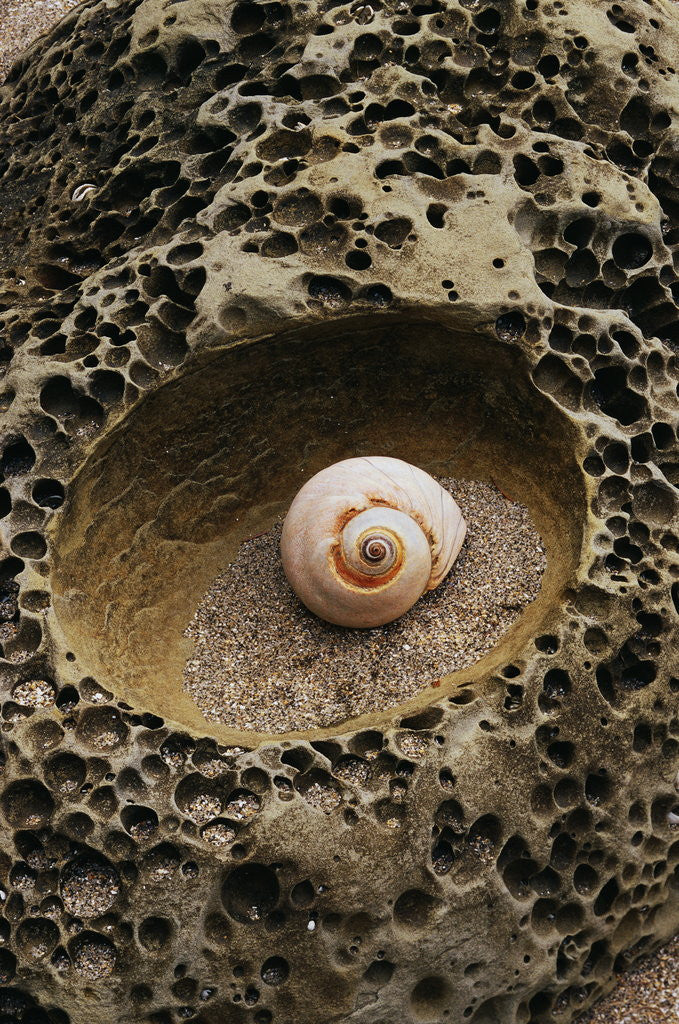 Detail of Seashell in Pitted Rock by Corbis