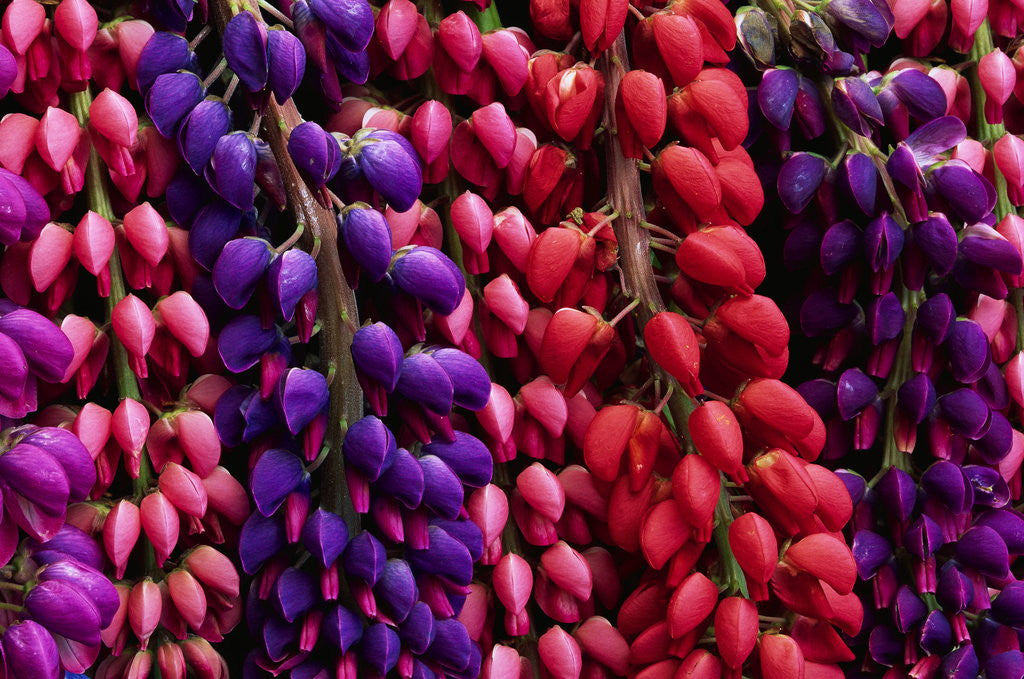 Detail of Lupine Flowers by Corbis