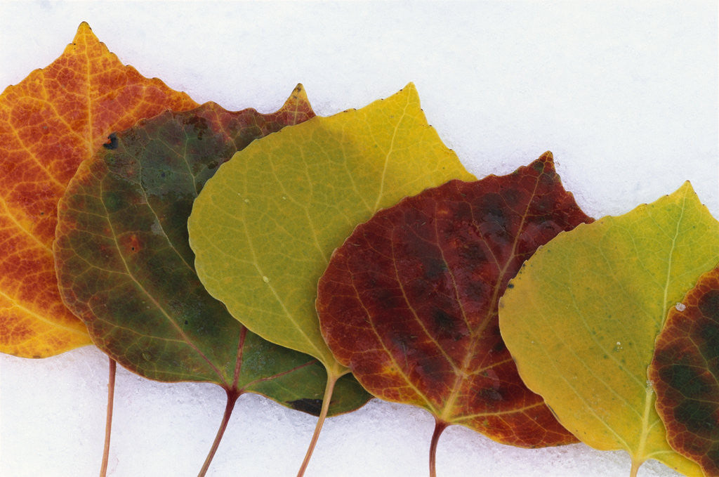 Detail of Aspen Leaves on Snow by Corbis