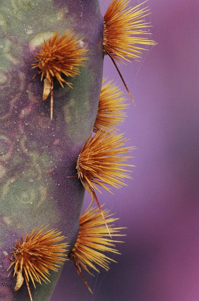 Detail of Prickly Pear of Cactus by Corbis