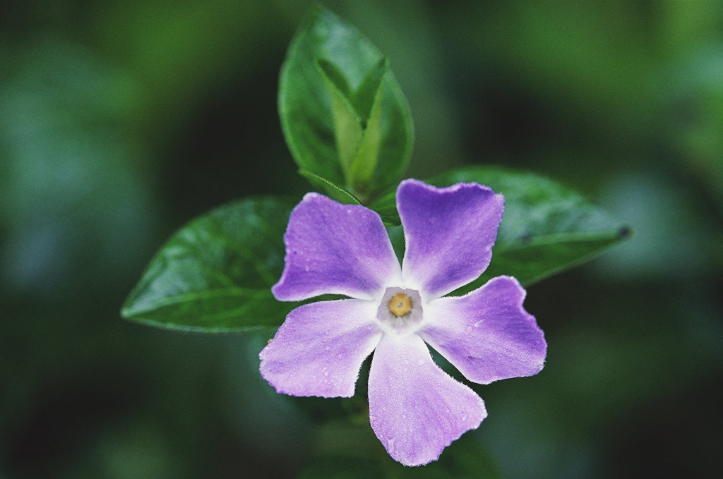 Detail of Periwinkle in Japanese Gardens by Corbis