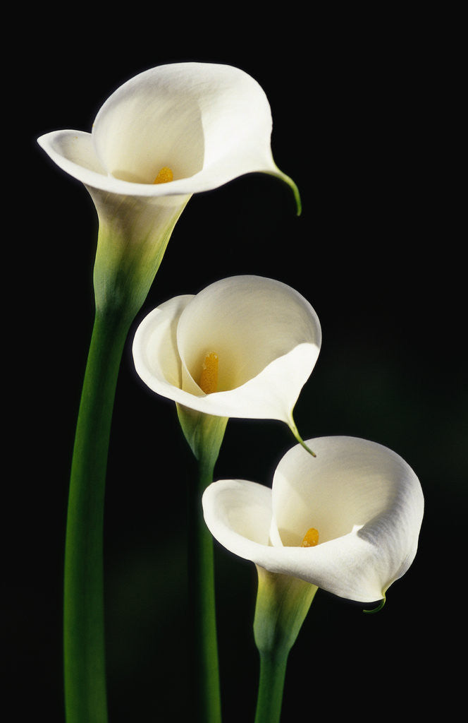 Detail of Three White Calla Lilies by Corbis