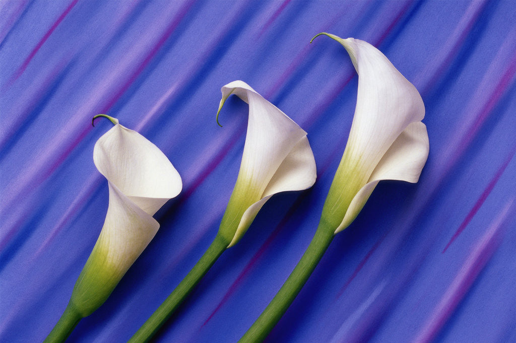 Detail of Three White Calla Lilies by Corbis