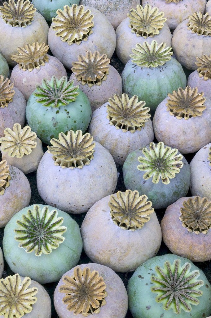 Detail of Dried and Green Poppy Seed Heads by Corbis