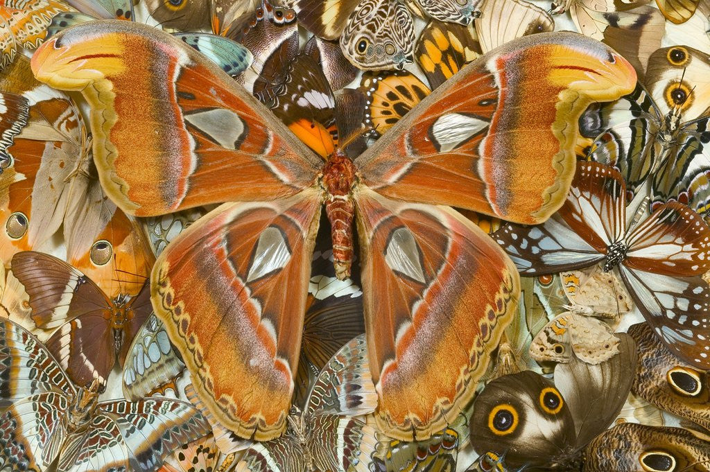 Detail of Atlas Moth Above Other Moths and Butterflies by Corbis