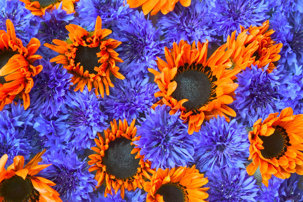 Detail of Blue Bachelor's Buttons and Orange Sunflowers by Corbis