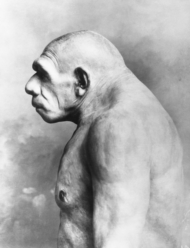 Detail of Neanderthal Man by Corbis