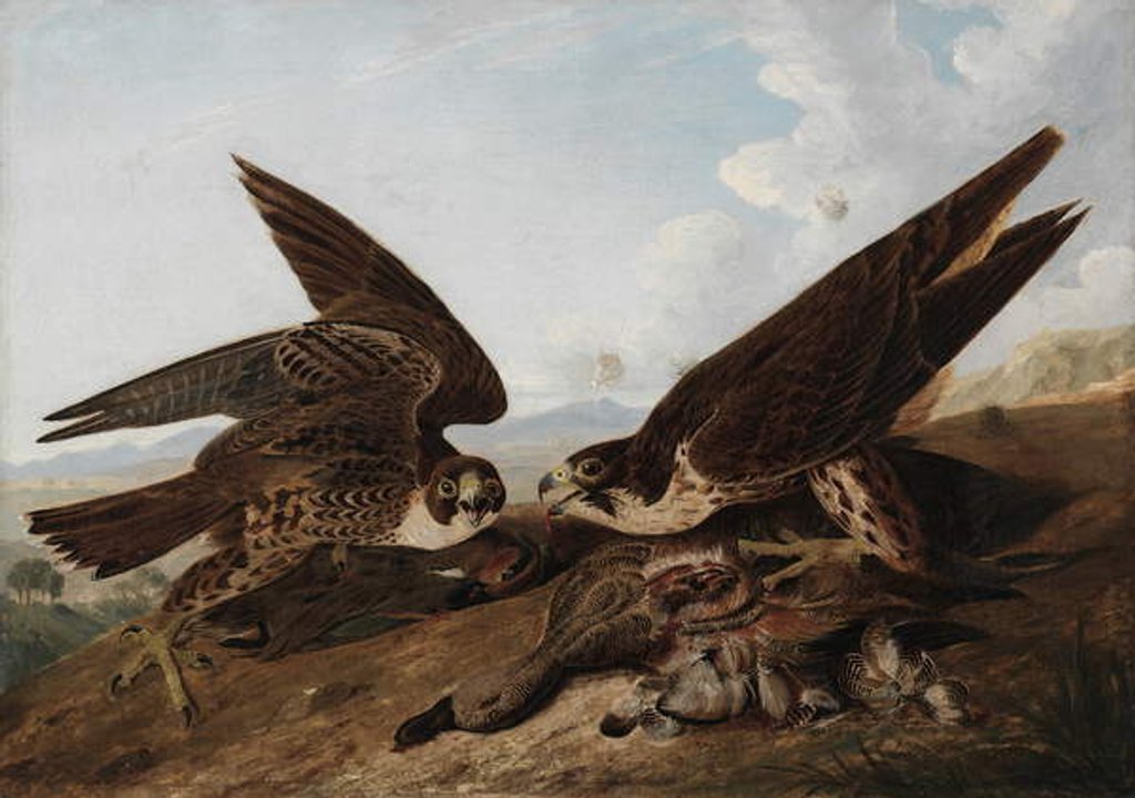 Detail of Peregrine Falcons, c.1827 by John James Audubon