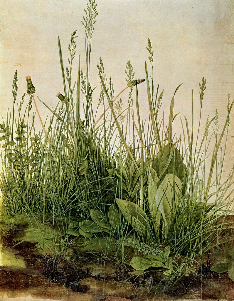 Detail of The Great Piece of Turf, 1503 by Albrecht Dürer or Duerer