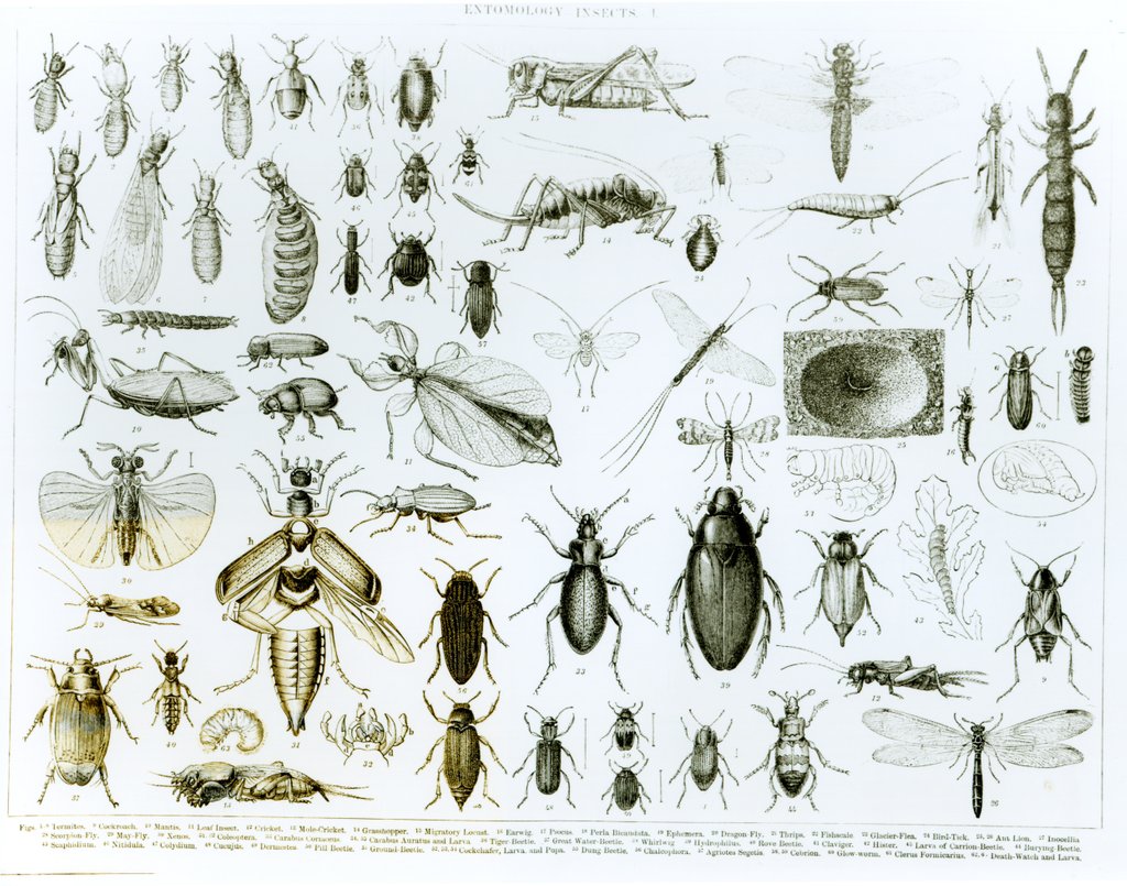 Detail of Entomology Insects by School English