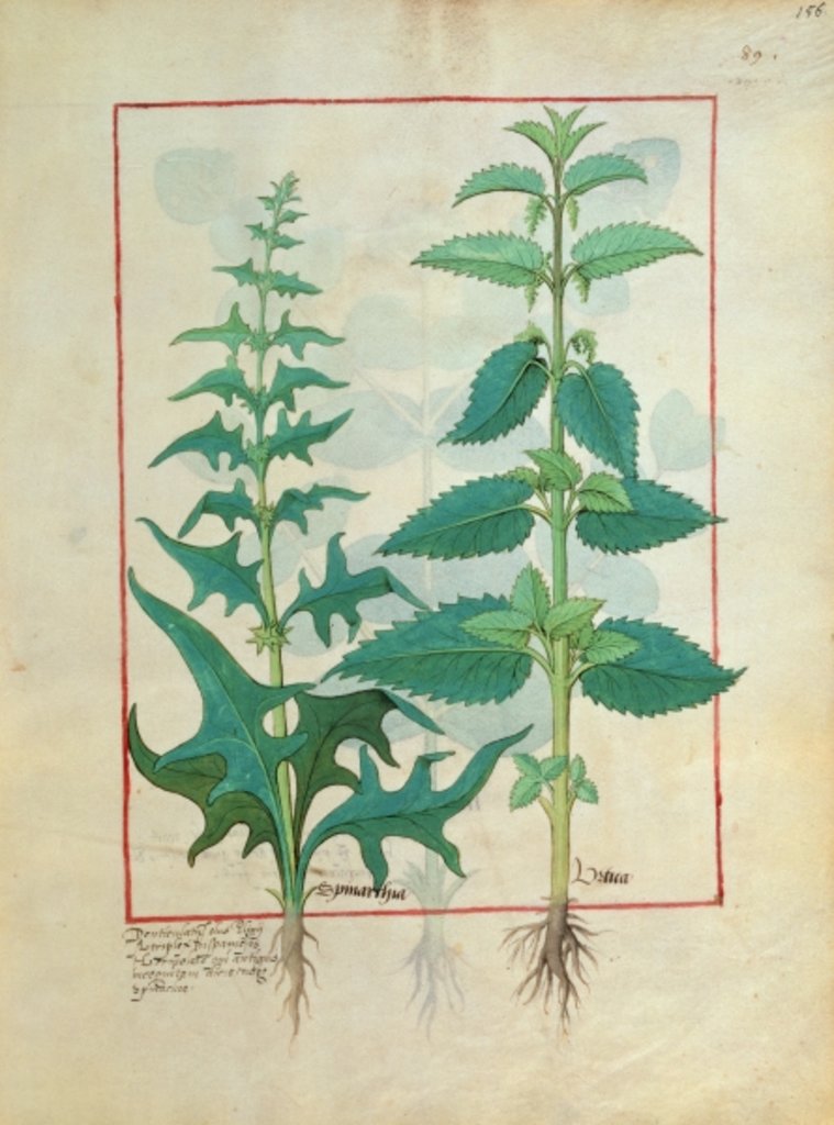 Detail of Ms Fr. Fv VI #1 fol.156r Urticaceae Illustration from the 'Book of Simple Medicines' by Mattheaus Platearius c.1470 by Robinet Testard