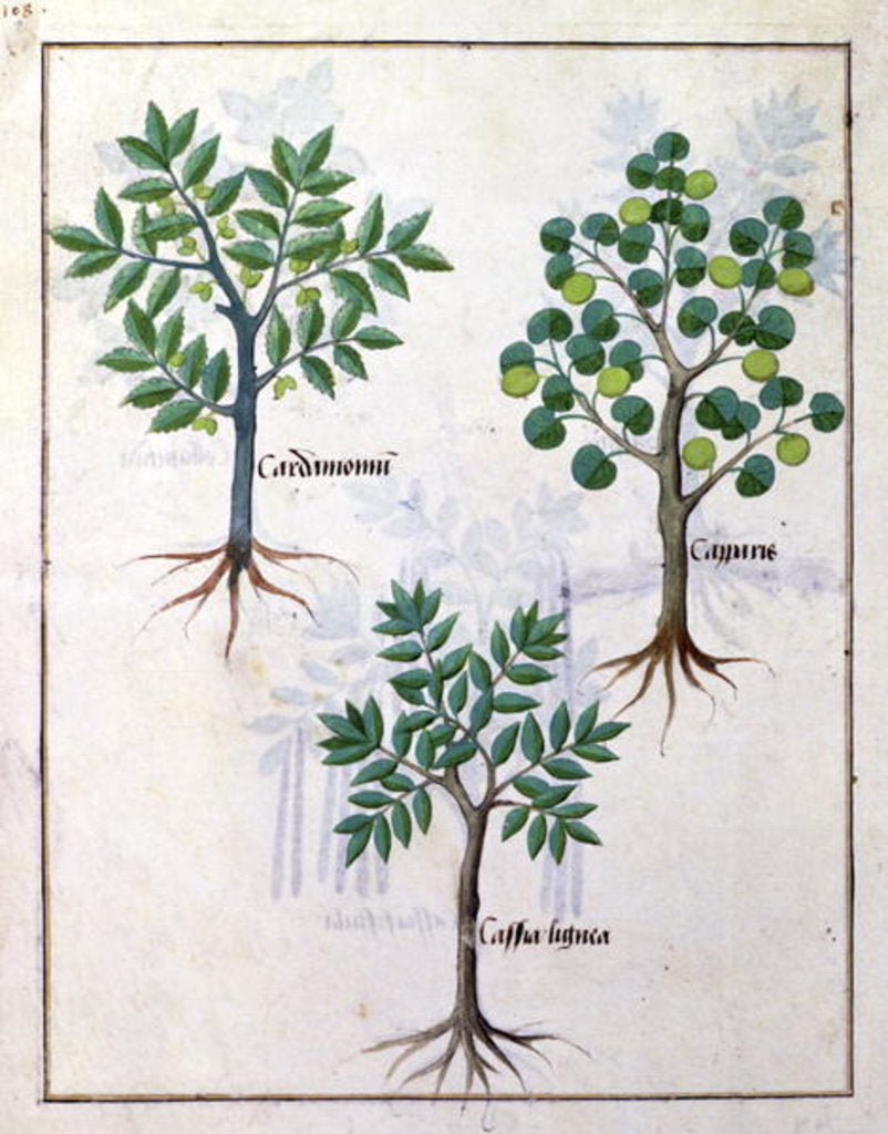 Detail of Ms Fr. Fv VI #1 fol.165v Illustration from the 'Book of Simple Medicines' by Mattheaus Platearius c.1470 by Robinet Testard